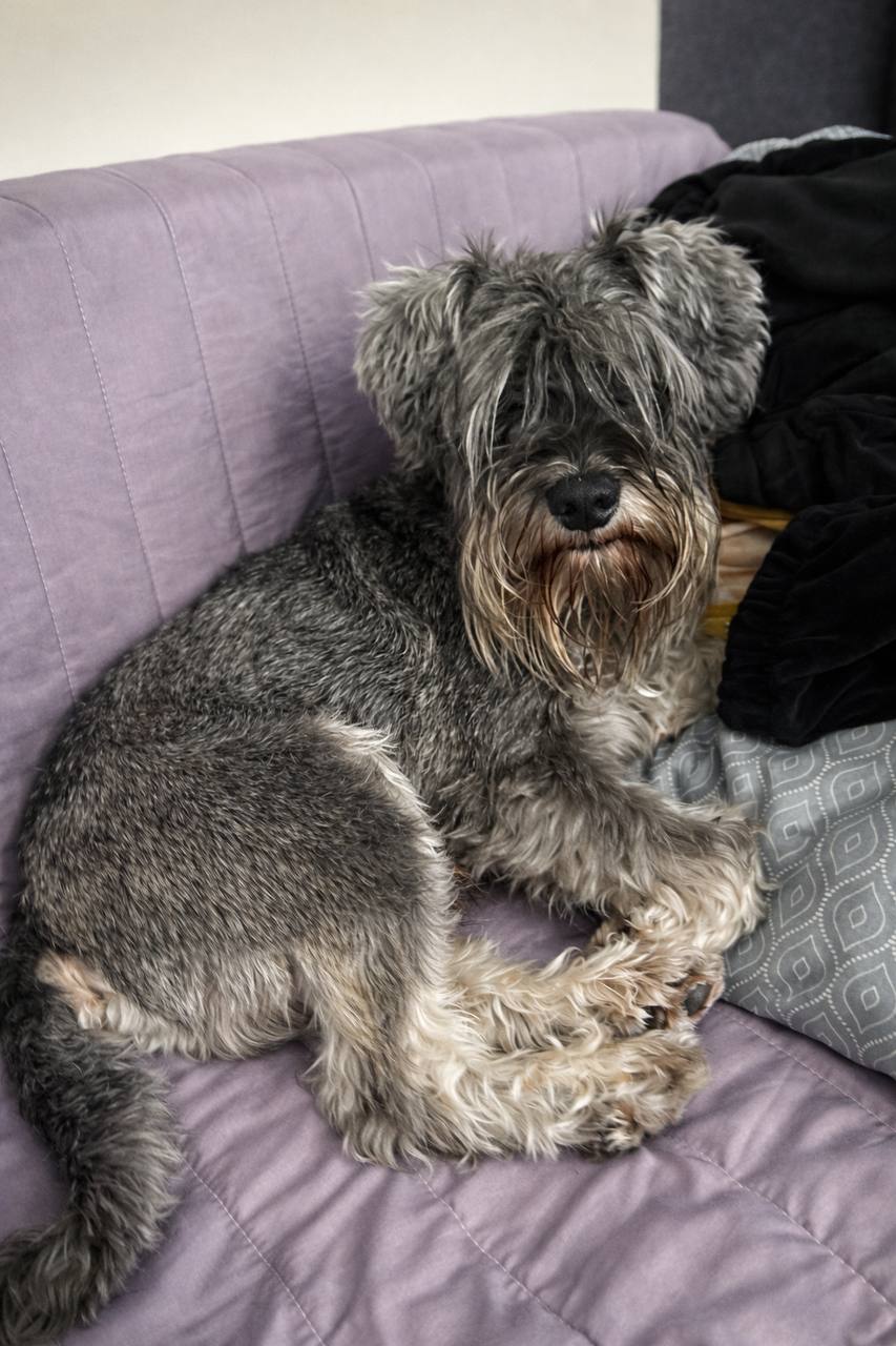 Цвергшнауцер