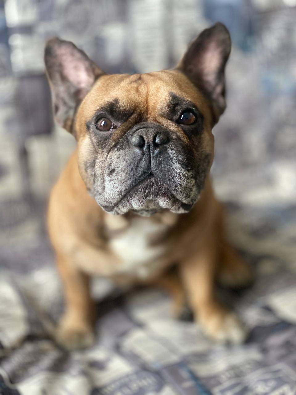 Французский бульдог